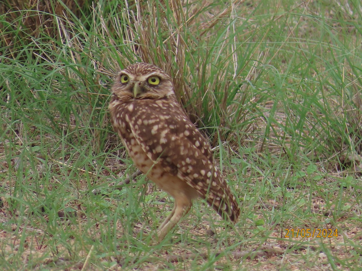 Burrowing Owl - ML619402671