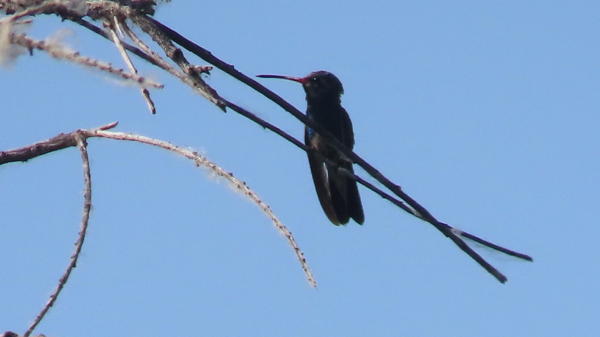 Broad-billed Hummingbird - ML619402689