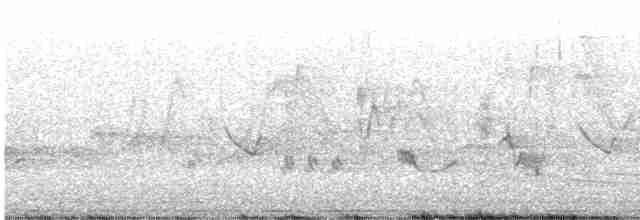 Oriole des vergers - ML619402703