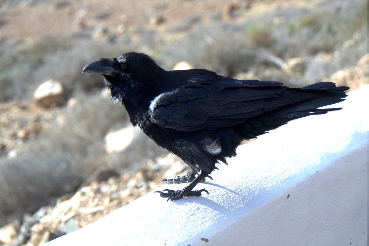 Common Raven - ML619402734