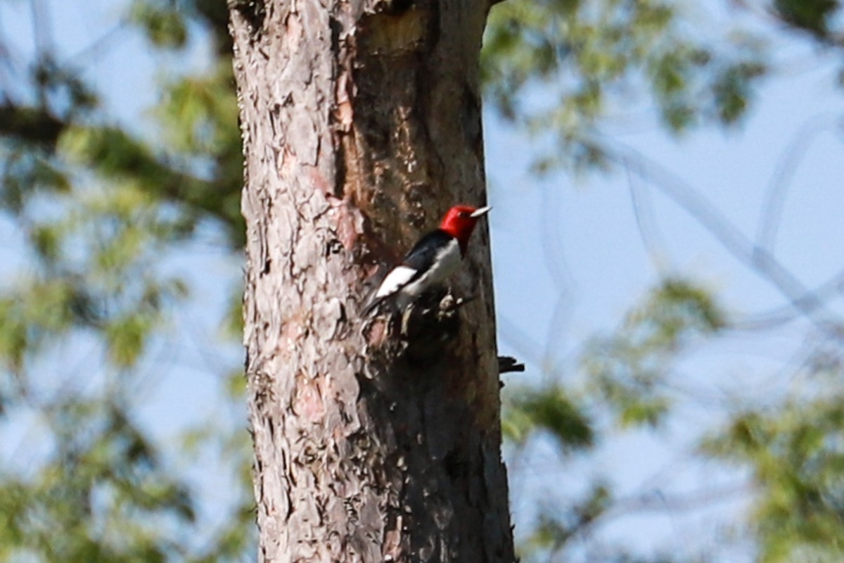 Red-headed Woodpecker - ML619402744