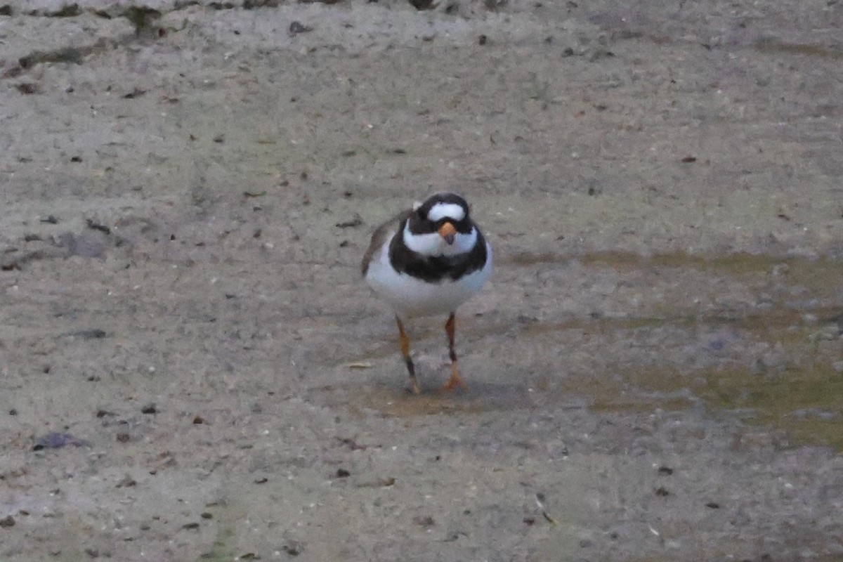 Semipalmated Plover - ML619402749