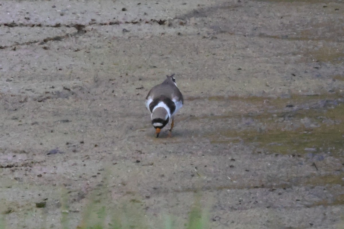 Semipalmated Plover - ML619402750