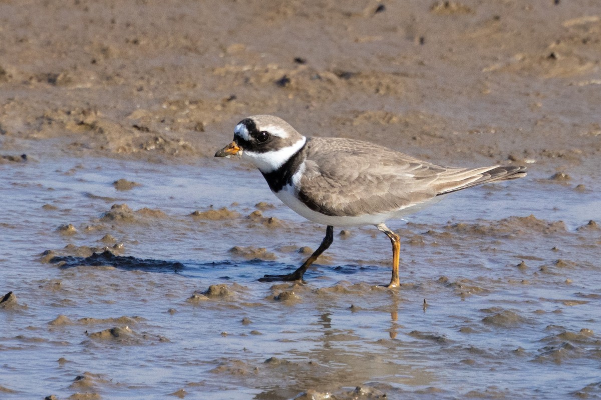 Common Ringed Plover - ML619402759