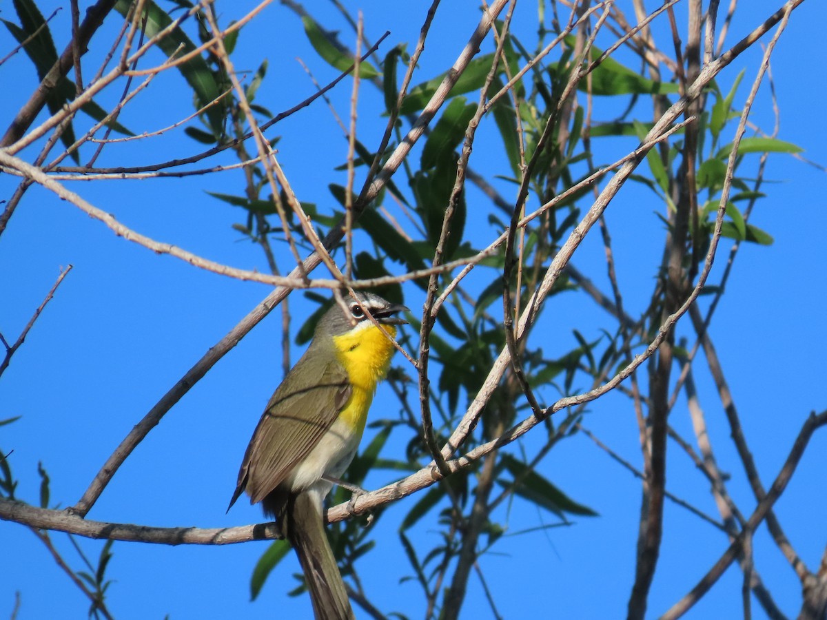 Yellow-breasted Chat - ML619402765