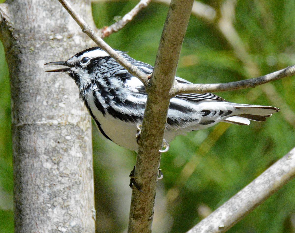 Black-and-white Warbler - ML619402783