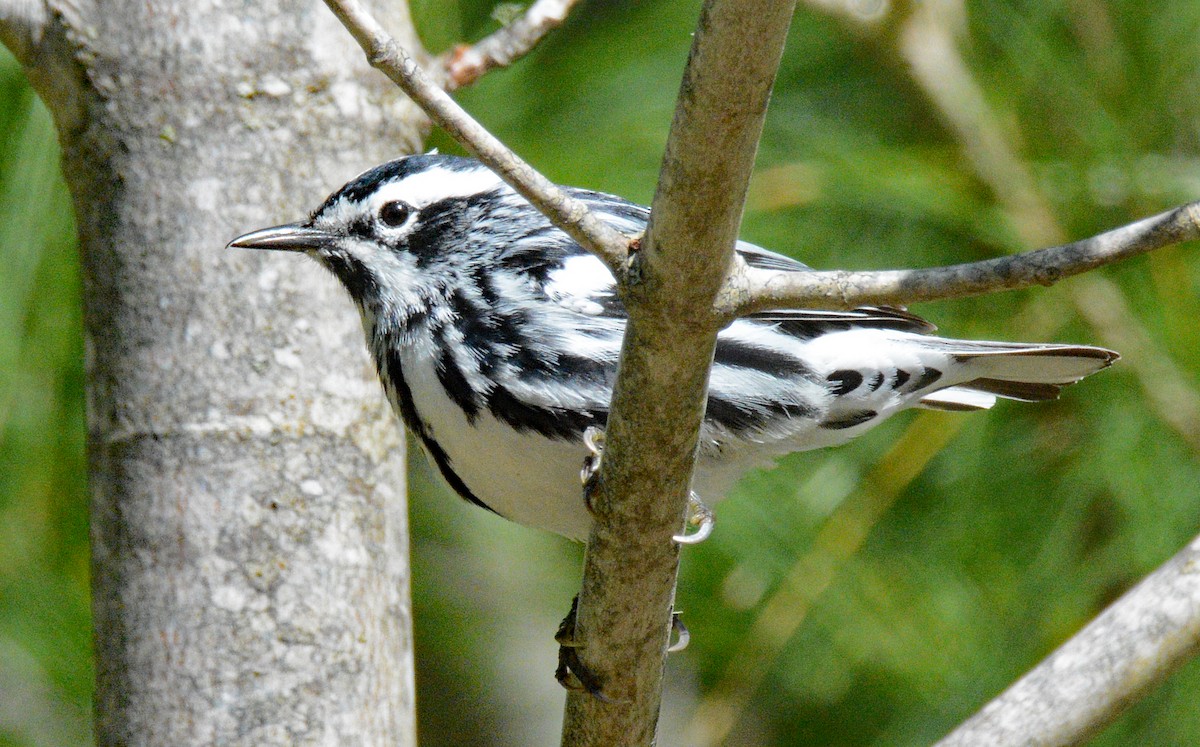 Black-and-white Warbler - ML619402785