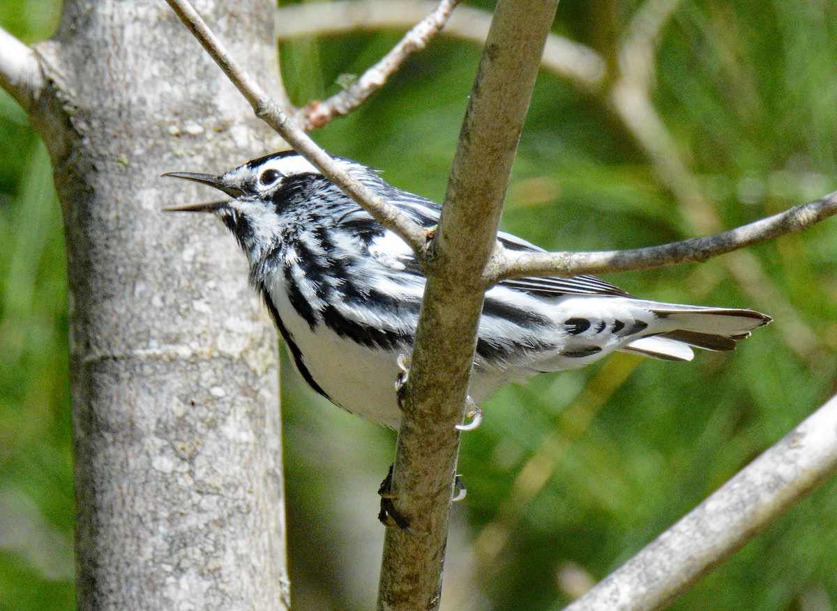 Black-and-white Warbler - ML619402786