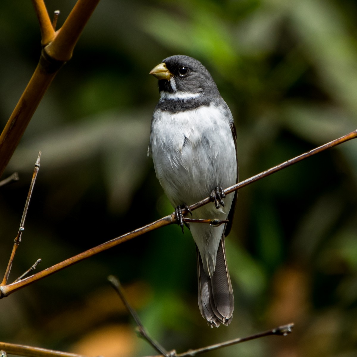 Double-collared Seedeater - ML619402787