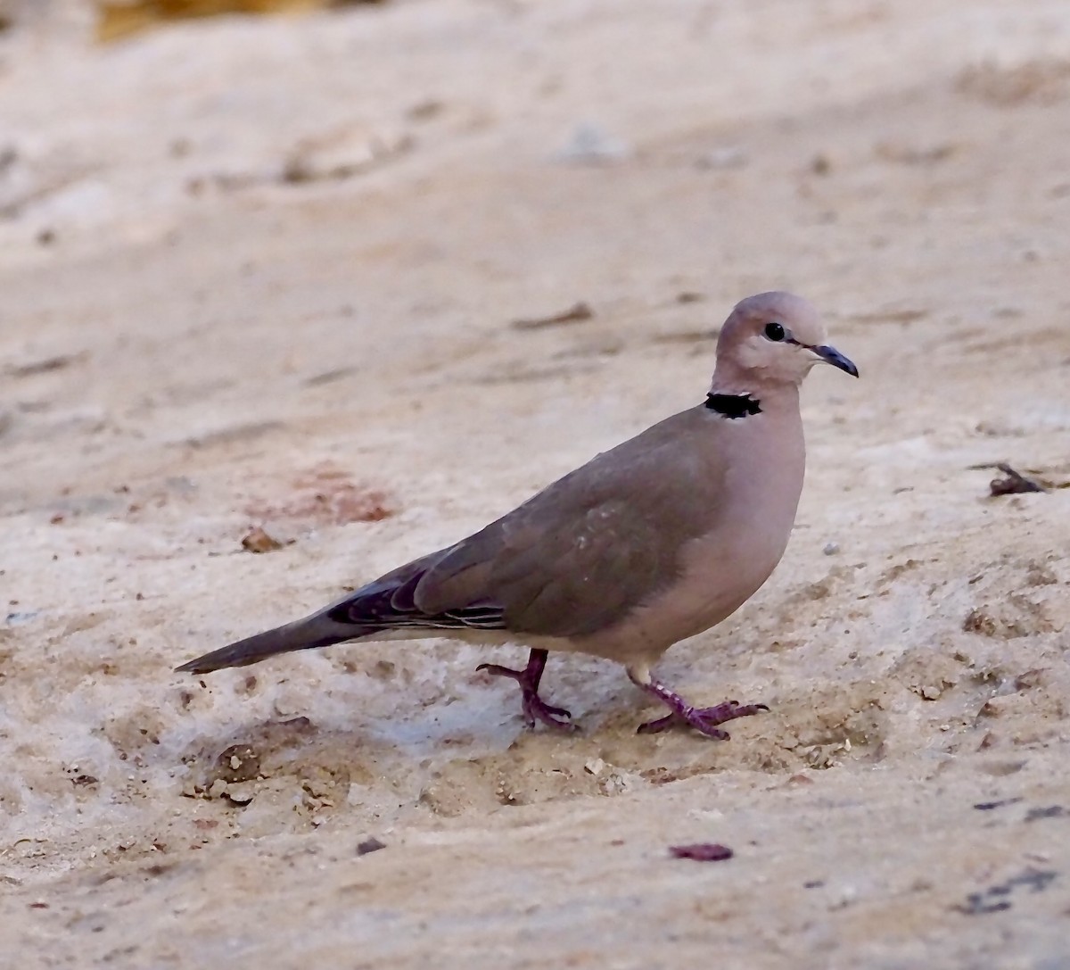 African Collared-Dove - ML619402819