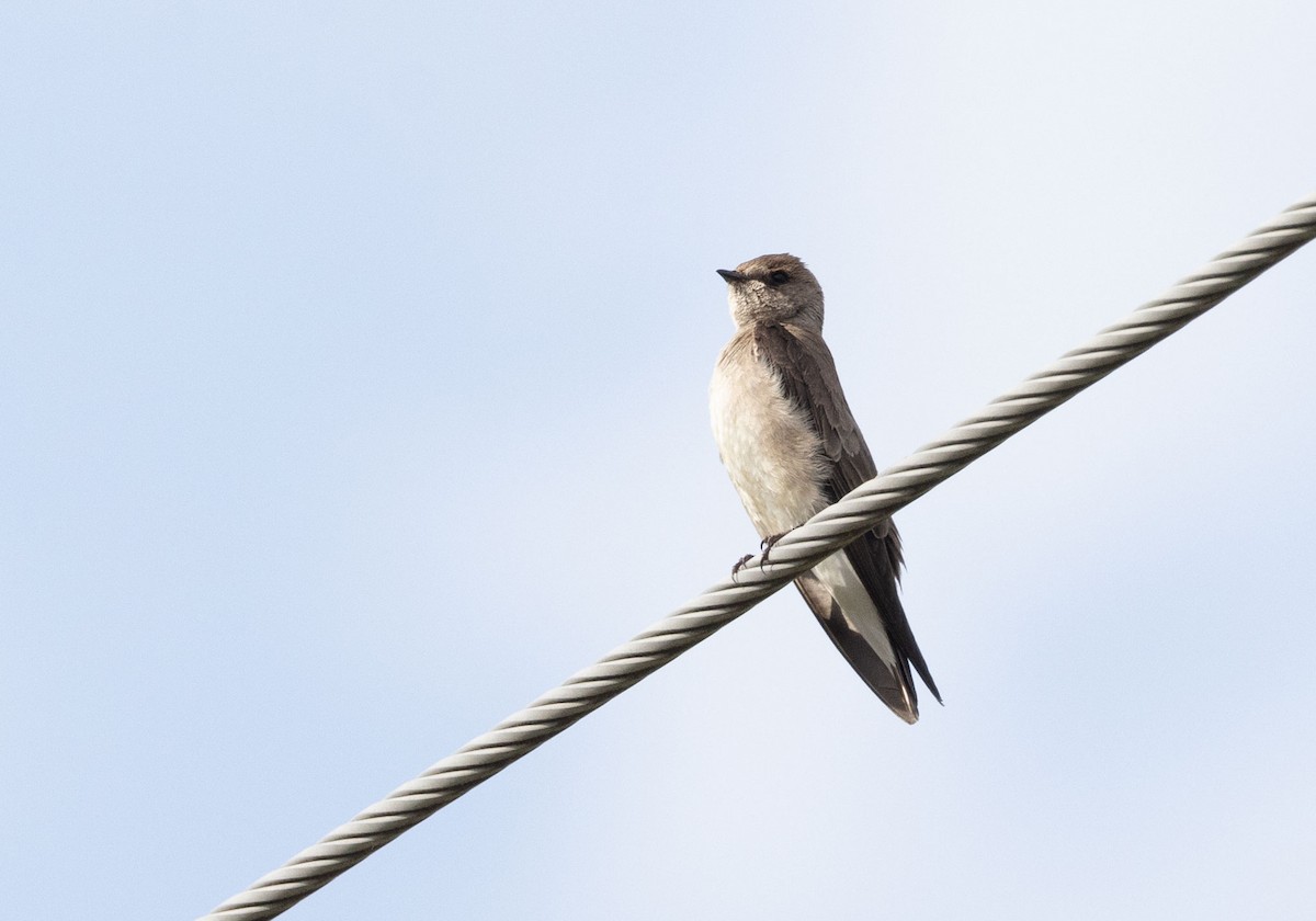 Northern Rough-winged Swallow - ML619402830