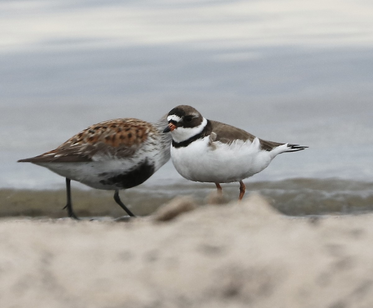 Semipalmated Plover - ML619402836