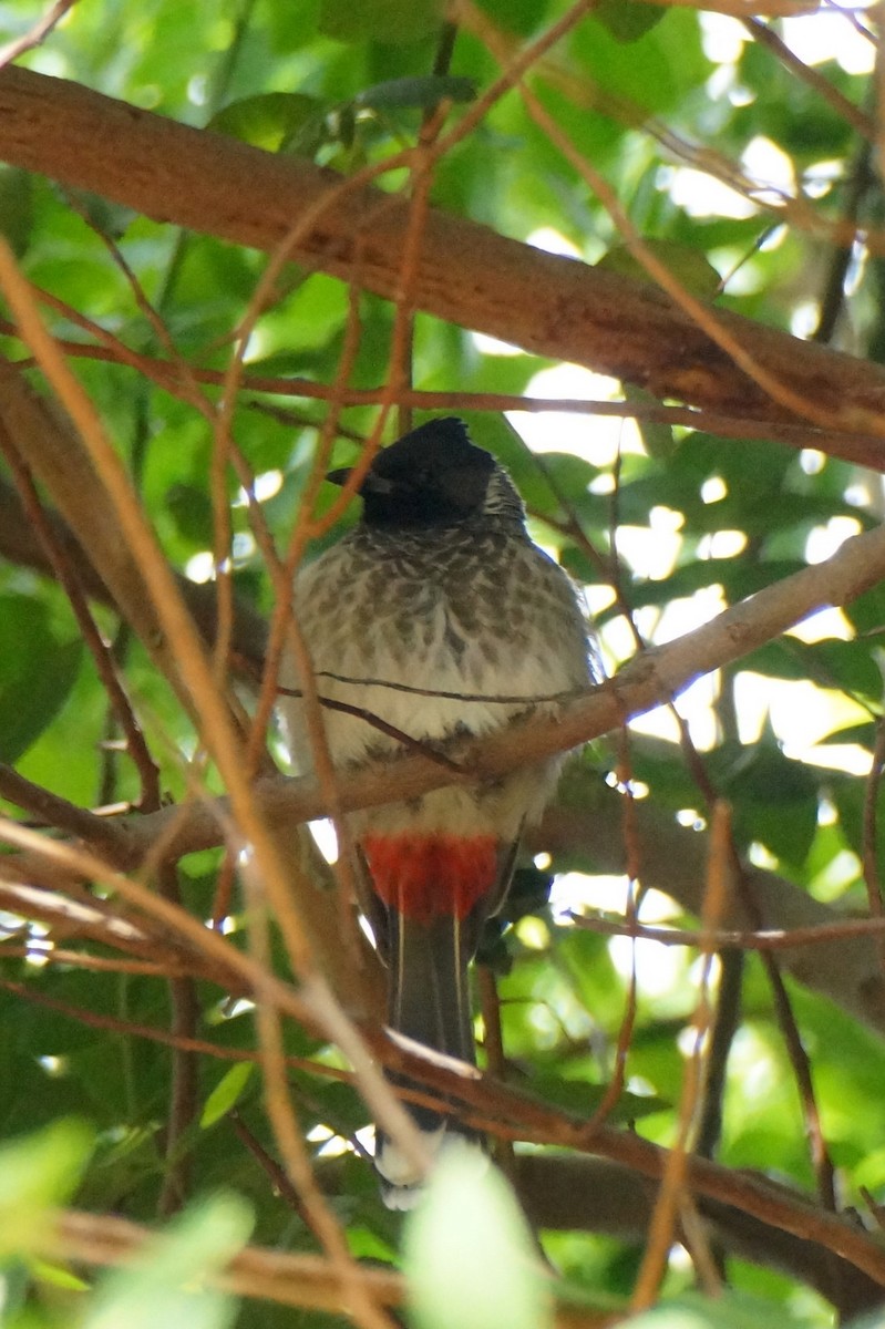 Red-vented Bulbul - ML619402857