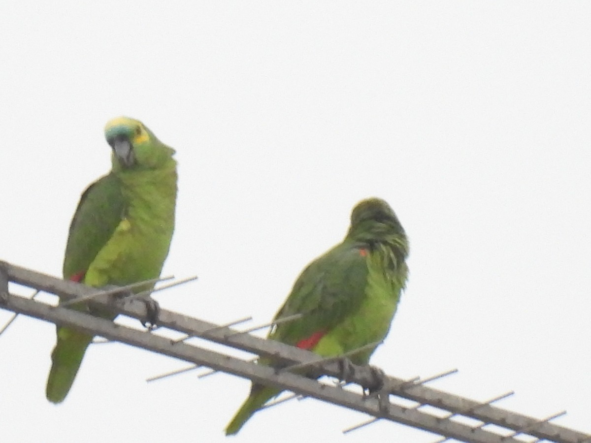Turquoise-fronted Parrot - ML619402859