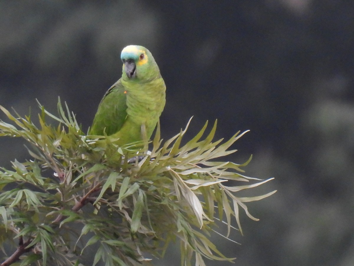 Turquoise-fronted Parrot - ML619402875
