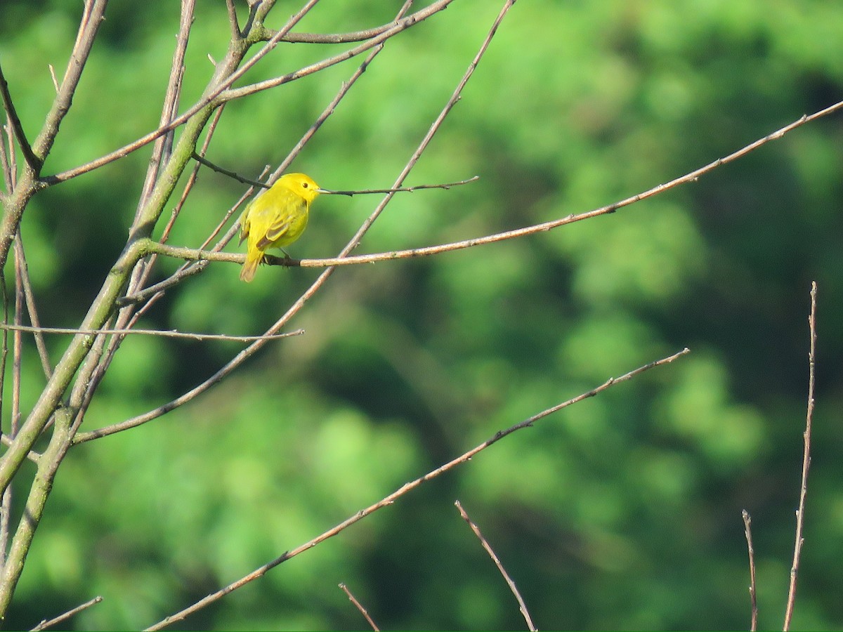 Yellow Warbler - ML619402909