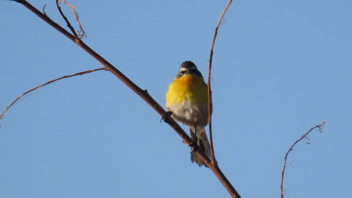 Yellow-breasted Chat - ML619402920