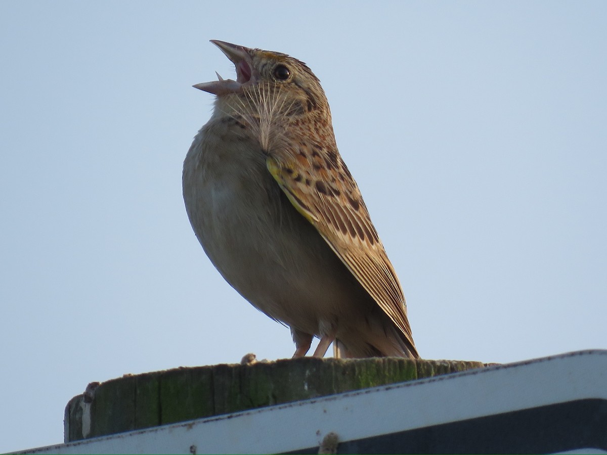 Grasshopper Sparrow - ML619403054