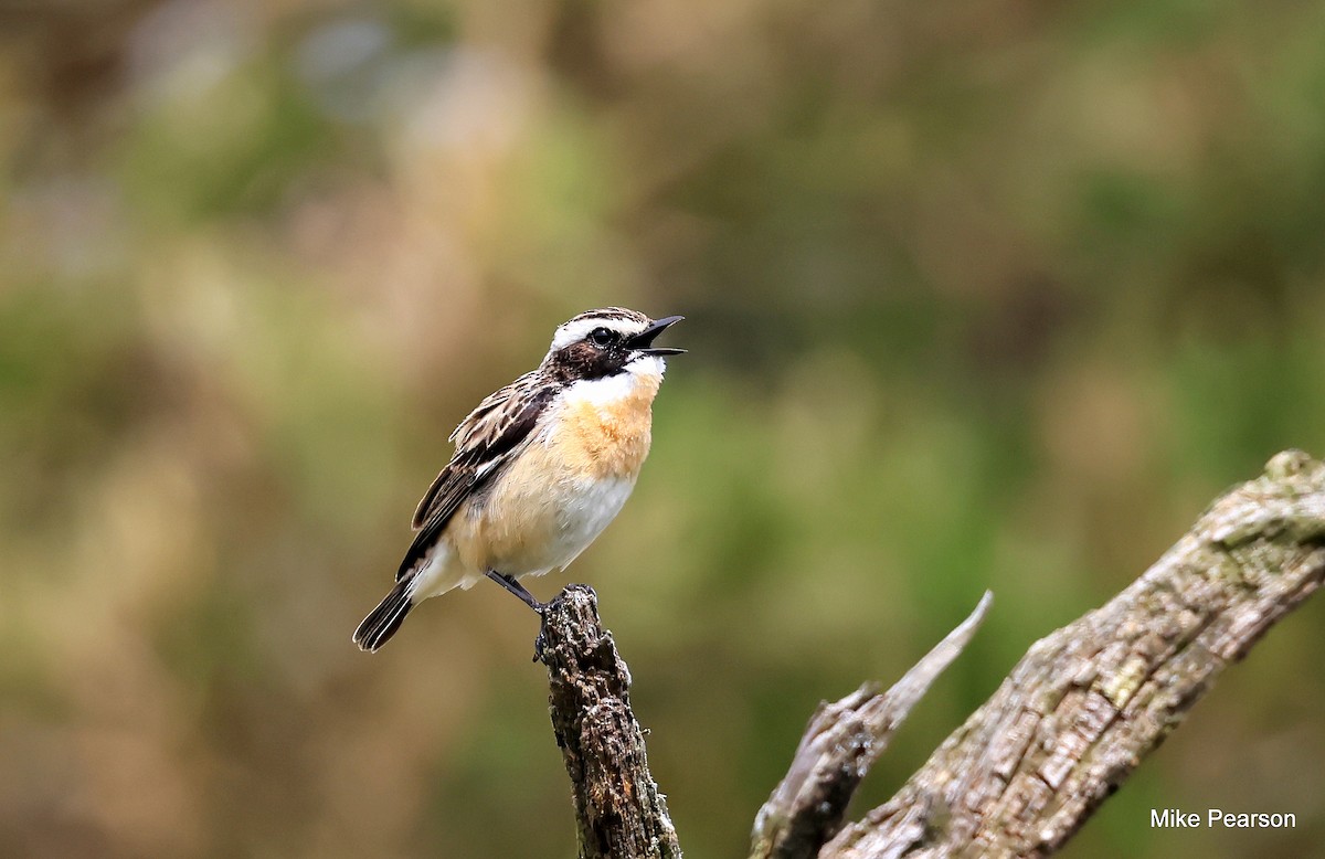 Whinchat - ML619403085
