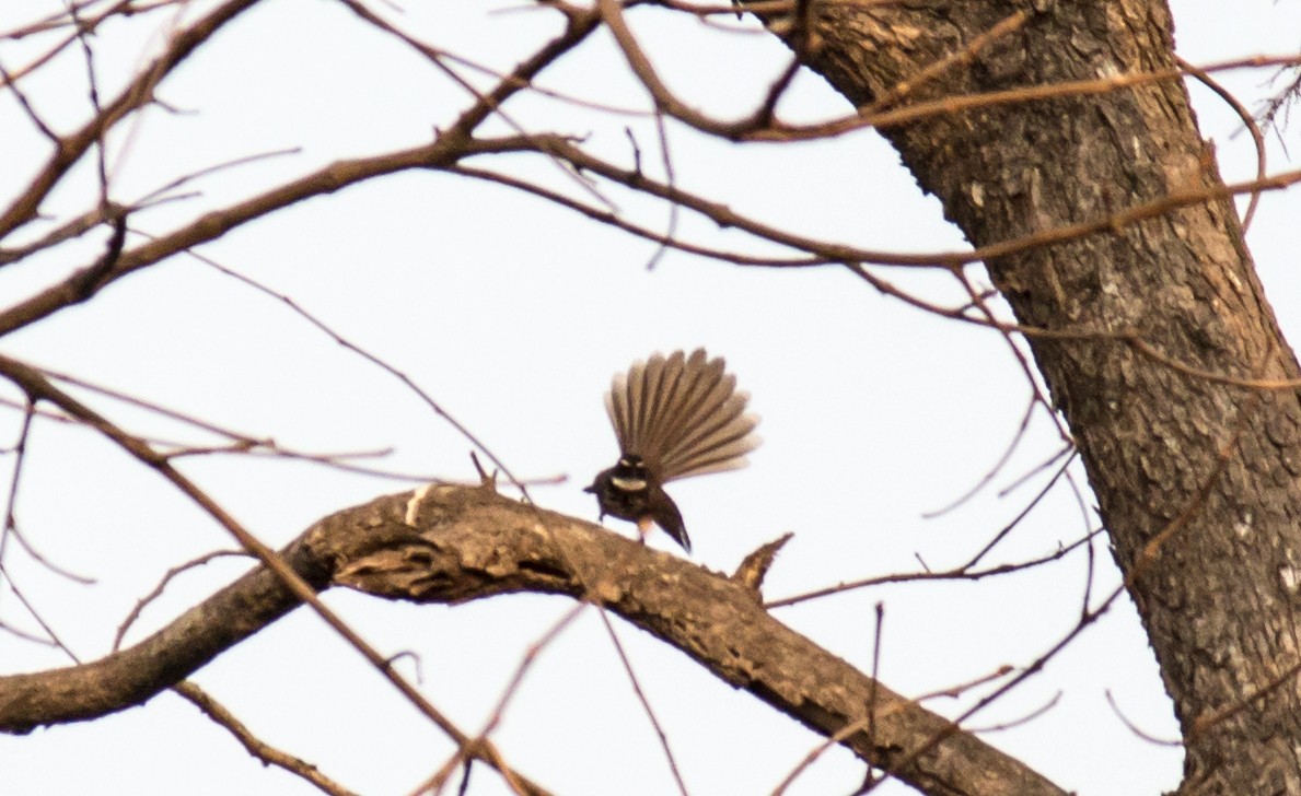 Spot-breasted Fantail - ML619403117