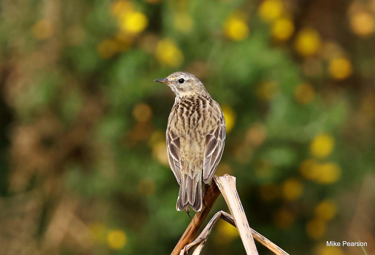 Meadow Pipit - ML619403126