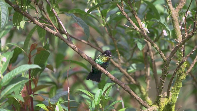 Fiery-throated Hummingbird - ML619403162