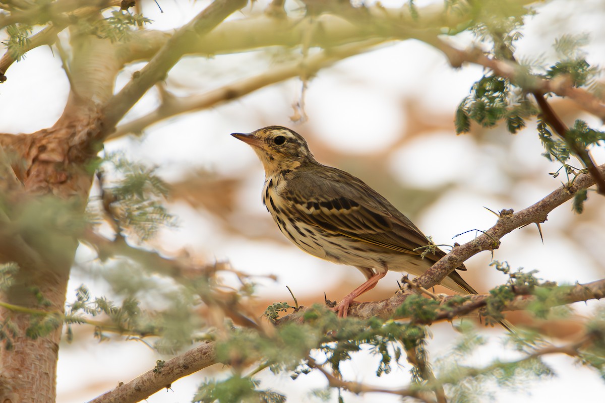 Olive-backed Pipit - ML619403193