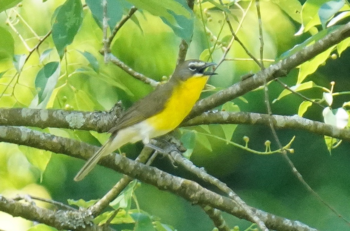Yellow-breasted Chat - ML619403210