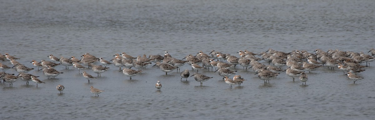 Great Knot - ML619403215