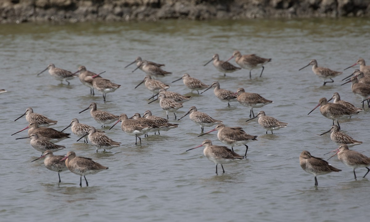 Asian Dowitcher - ML619403269