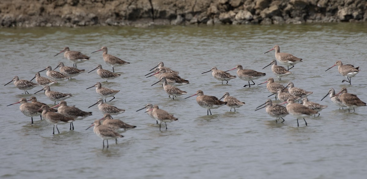 Asian Dowitcher - ML619403271