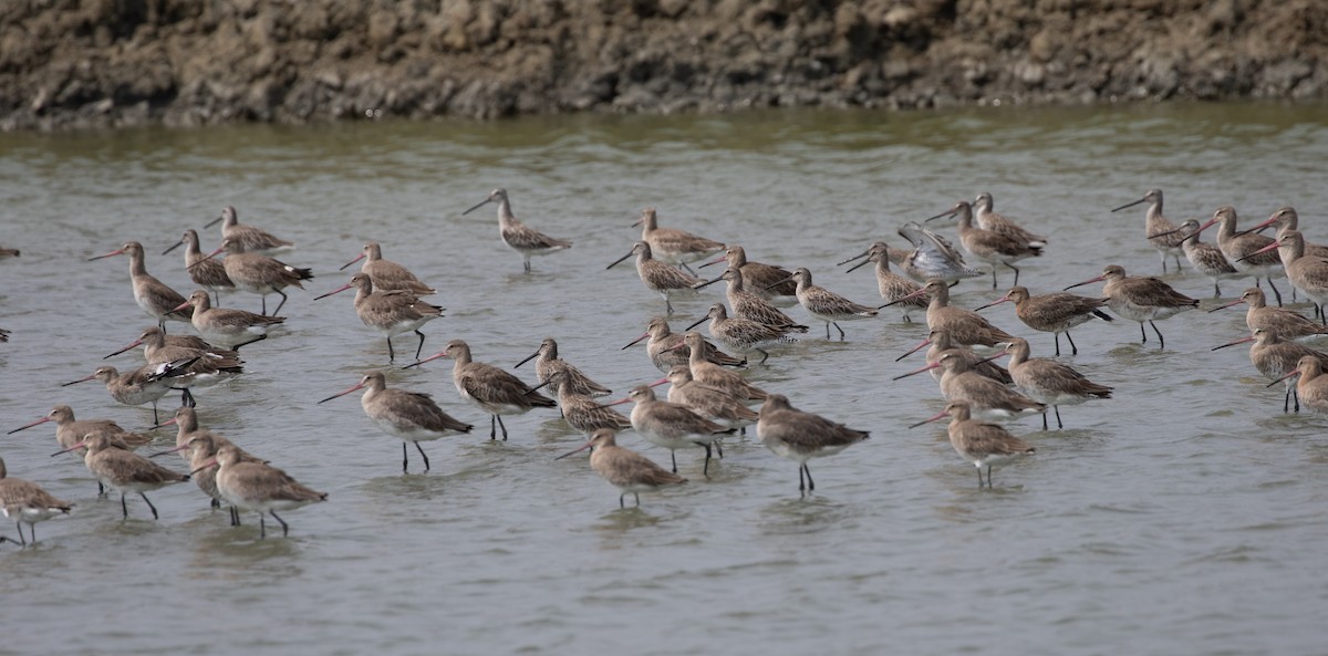 Asian Dowitcher - ML619403274
