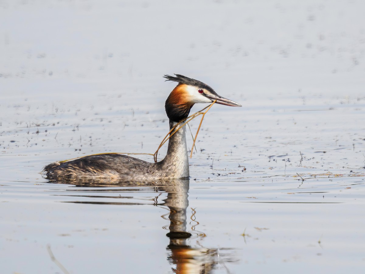 Great Crested Grebe - ML619403294