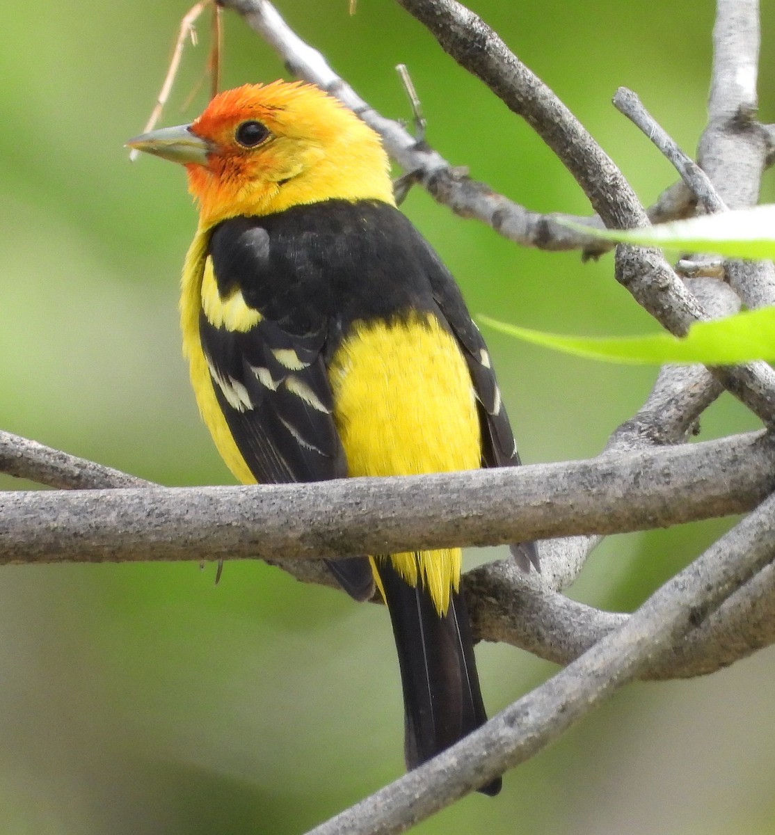 Western Tanager - ML619403349