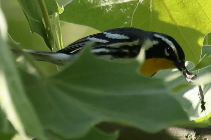 Yellow-throated Warbler - ML619403358