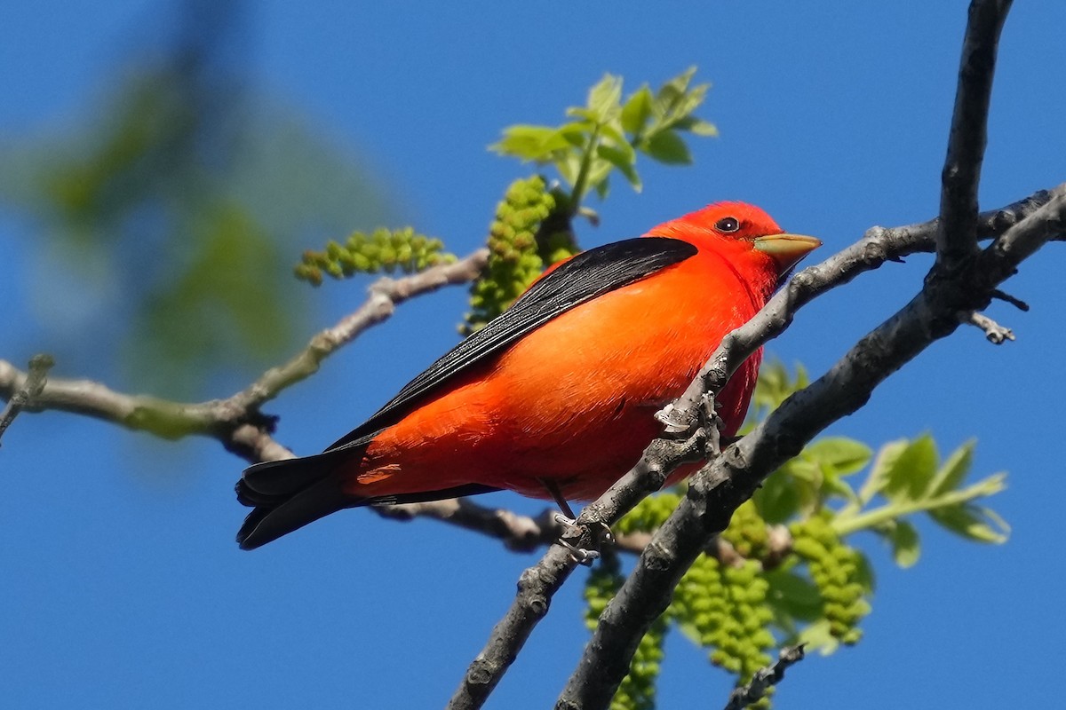 Scarlet Tanager - ML619403367