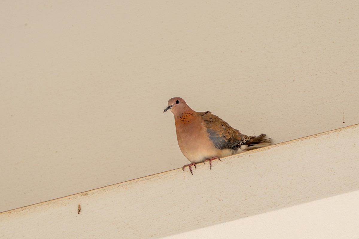 Laughing Dove - ML619403375