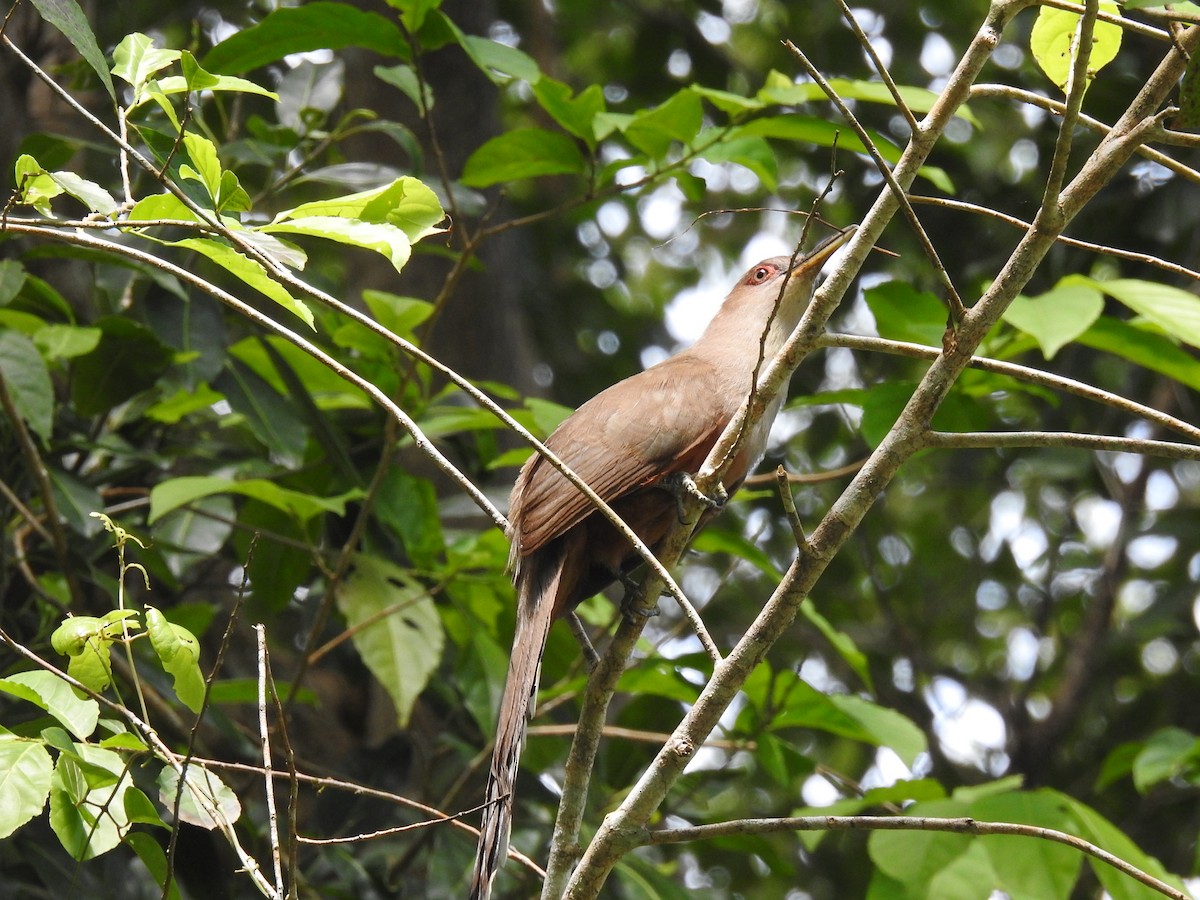 Puerto Rican Lizard-Cuckoo - ML619403387
