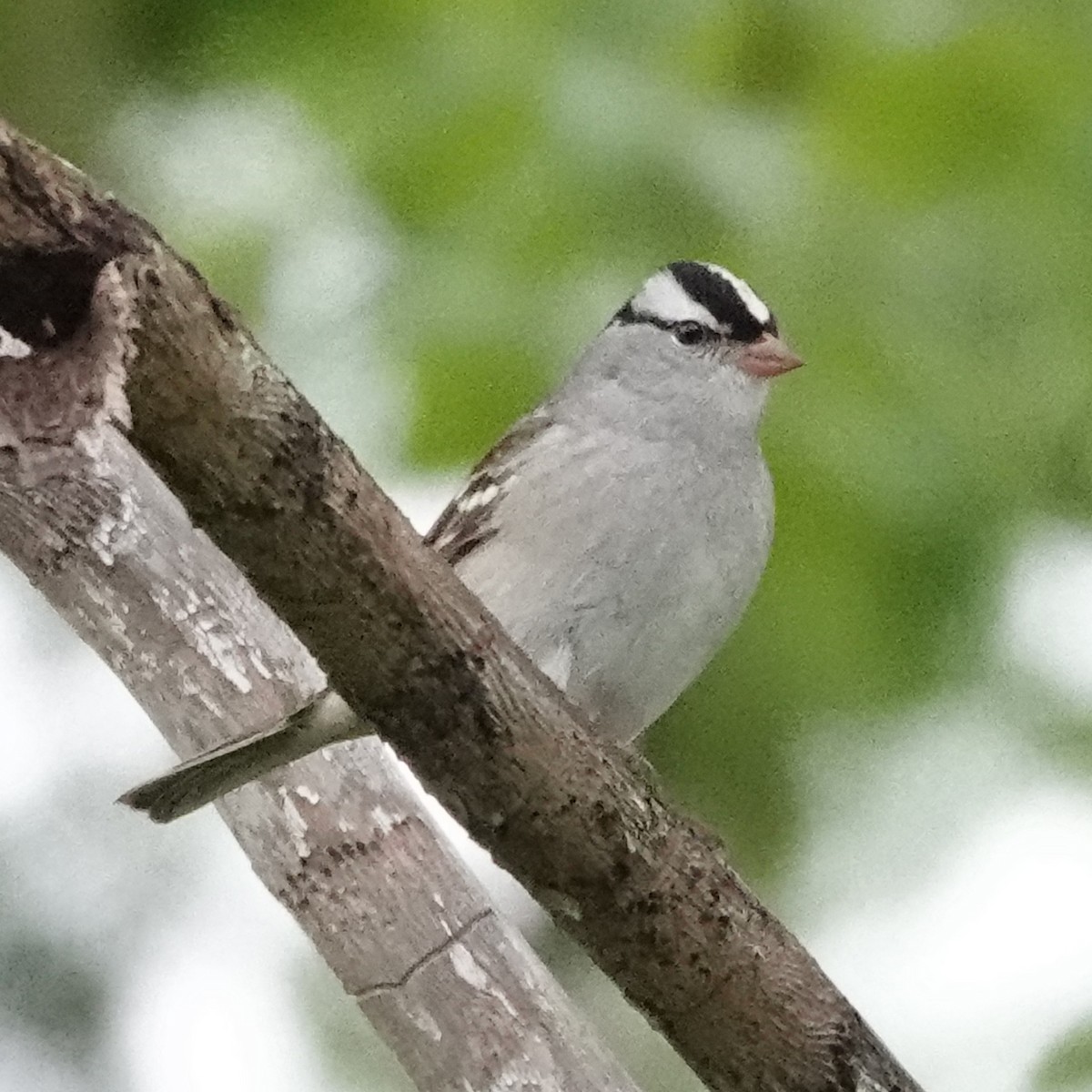 White-crowned Sparrow - ML619403400