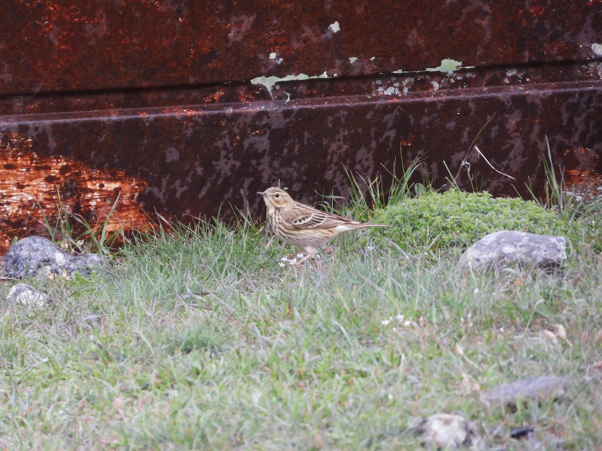 Red-throated Pipit - ML619403401