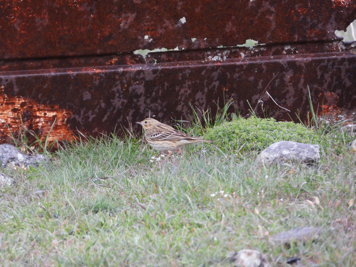 Red-throated Pipit - ML619403402