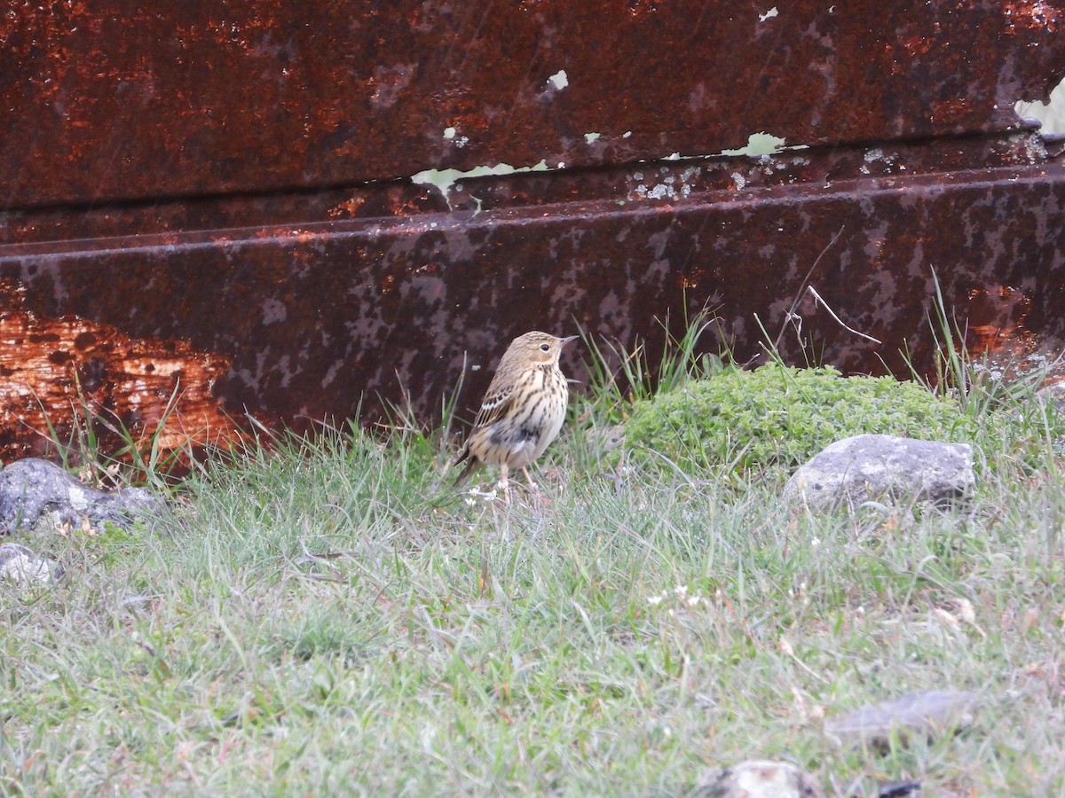 Red-throated Pipit - ML619403404