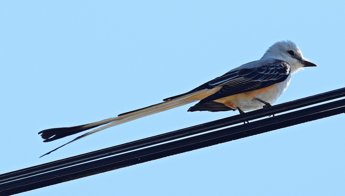 Scissor-tailed Flycatcher - ML619403438