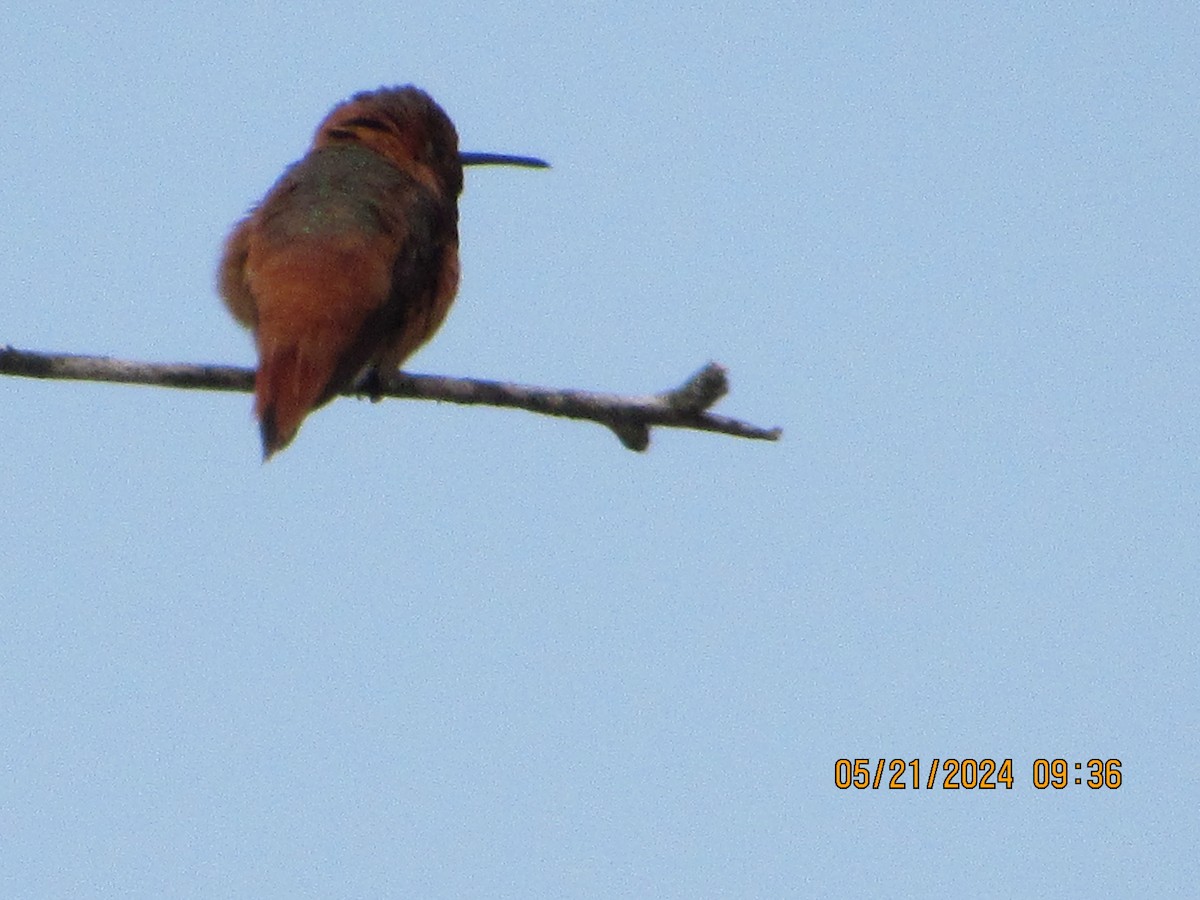 Allen's Hummingbird - ML619403448