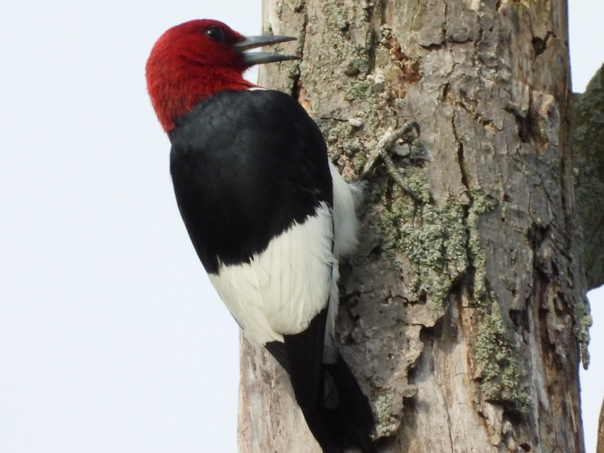 Red-headed Woodpecker - ML619403466