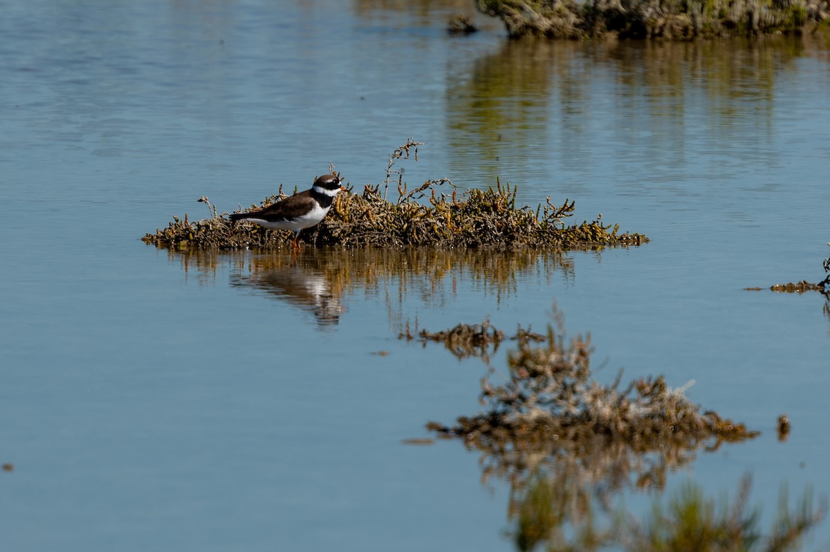 Common Ringed Plover - ML619403491