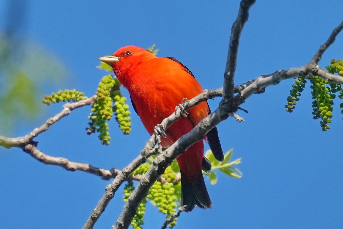 Scarlet Tanager - ML619403501