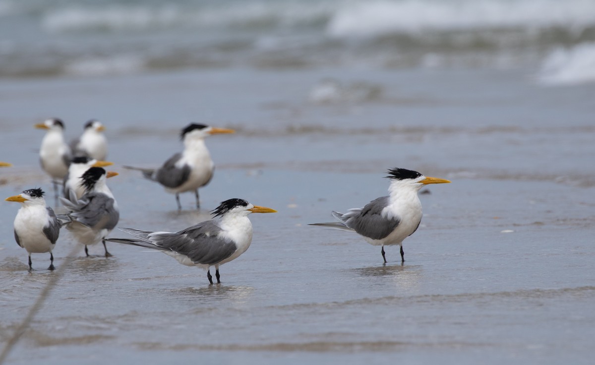 Great Crested Tern - ML619403506