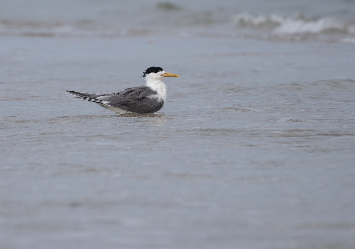 Great Crested Tern - ML619403507
