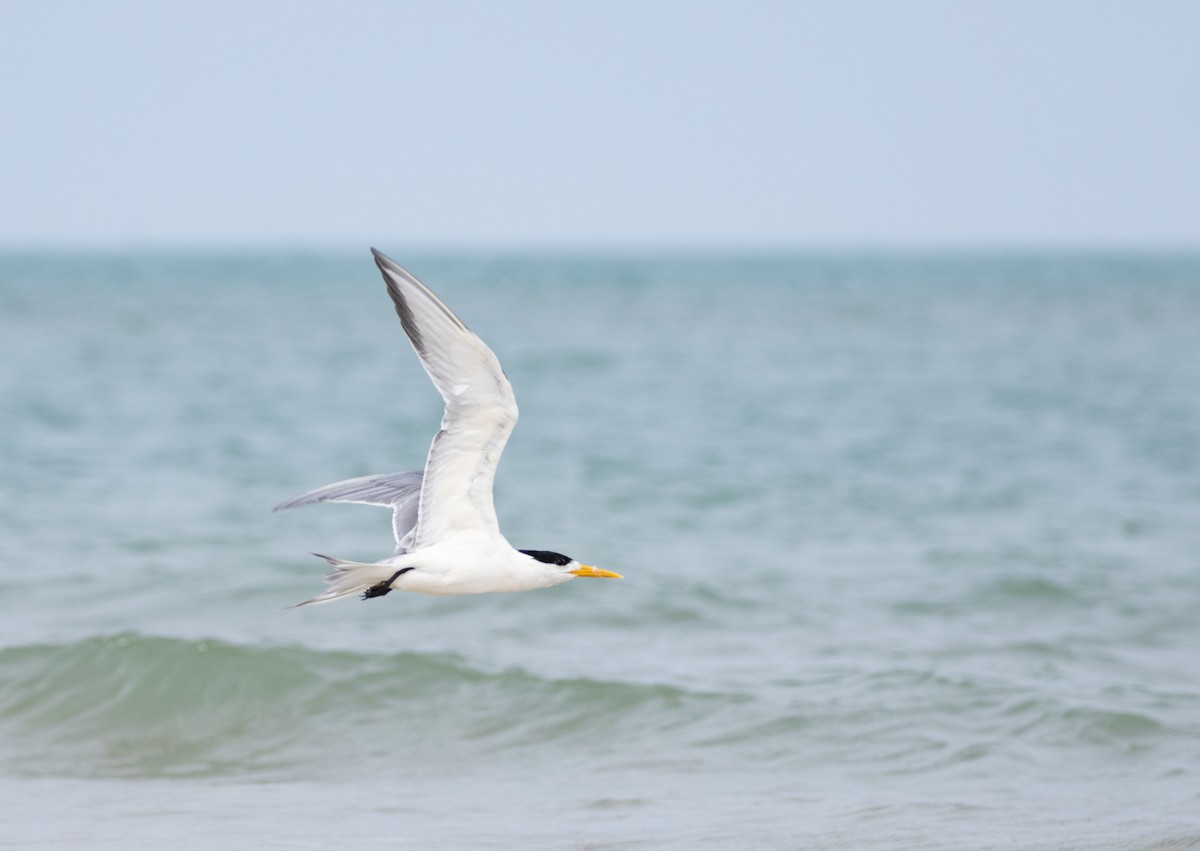 Great Crested Tern - ML619403508